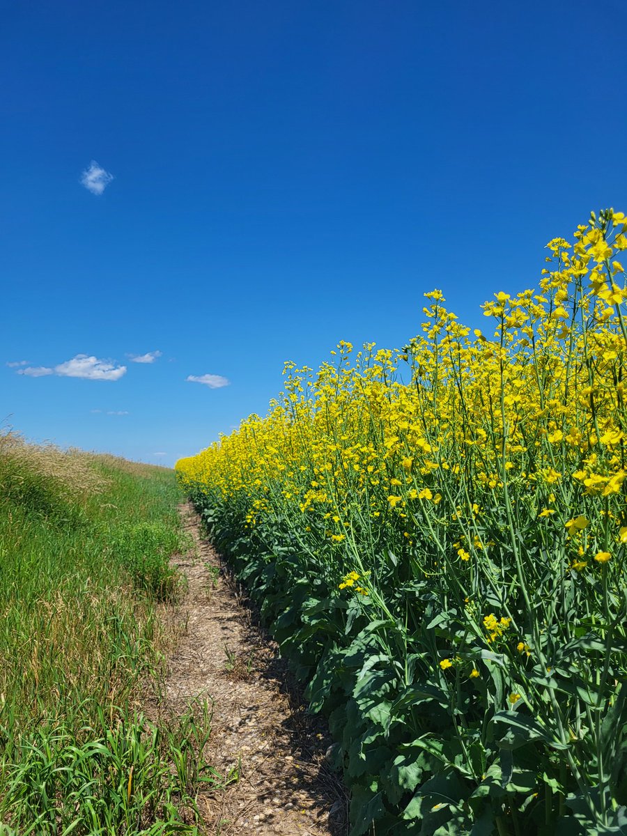 Page__Newton's tweet photo. @canterraseeds #CS4000LL looking luscious at Brian Neudorf's near @swt Wymark! Thx for being such a fantastic trial cooperator Brian. We have 5 new #LibertLink experimentals in this field ✋️#westcdnag https://t.co/B7dDbLi6Vg