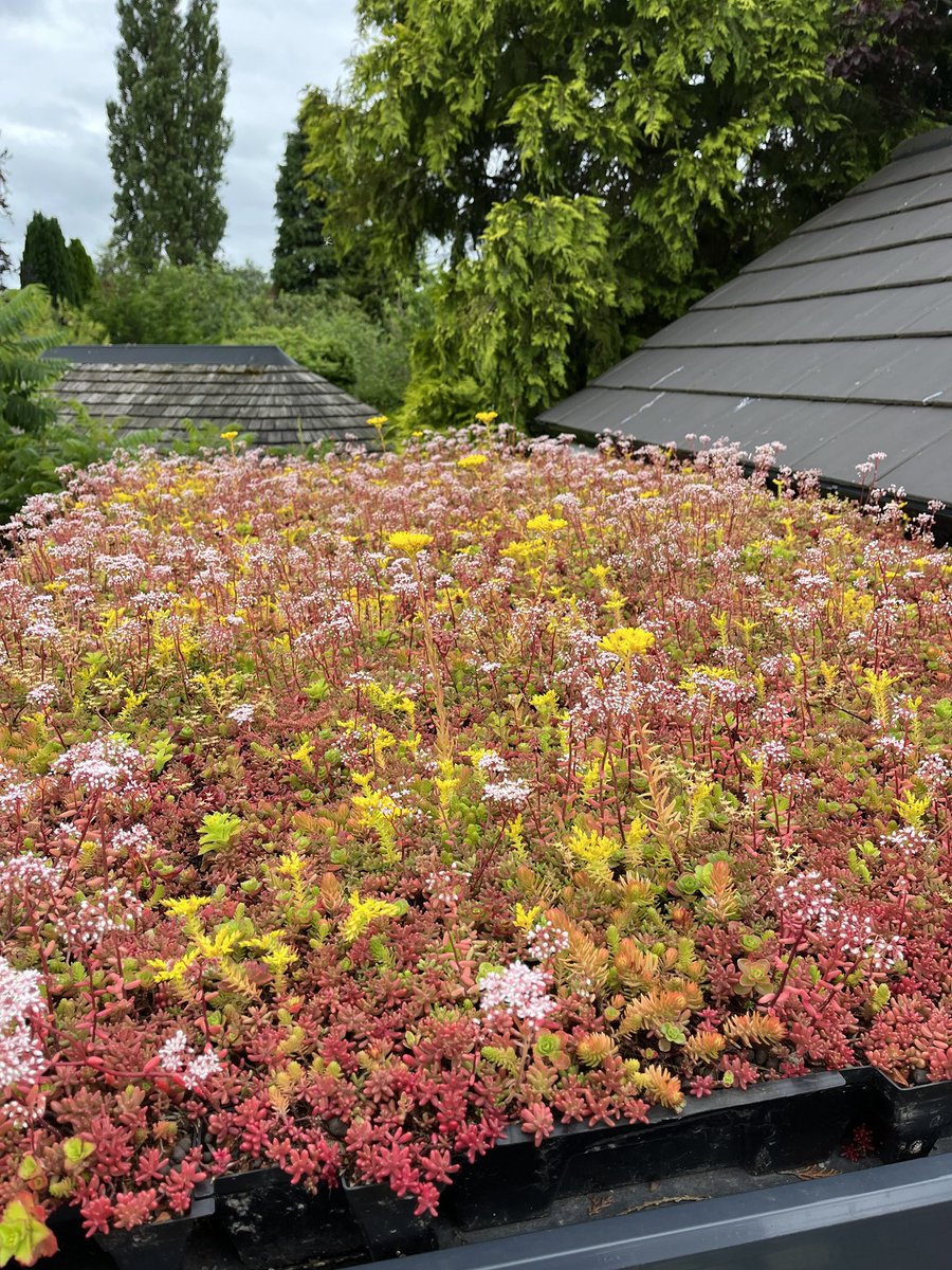 Carol Prokopyszyn 🐝🇺🇦 tweet media