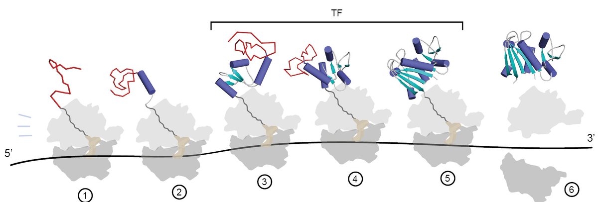 Now out <a href="/NatureSMB/">NatureStructMolBiol</a> nature.com/articles/s4159…
3 takeaways: