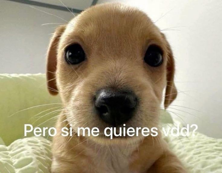 cabrejitas_'s tweet photo. Yo después de que mi novio me consintiera, me comprara todo lo que yo quería y me llenara de muchos besitos y mimitos: https://t.co/zB4fhXuTSj