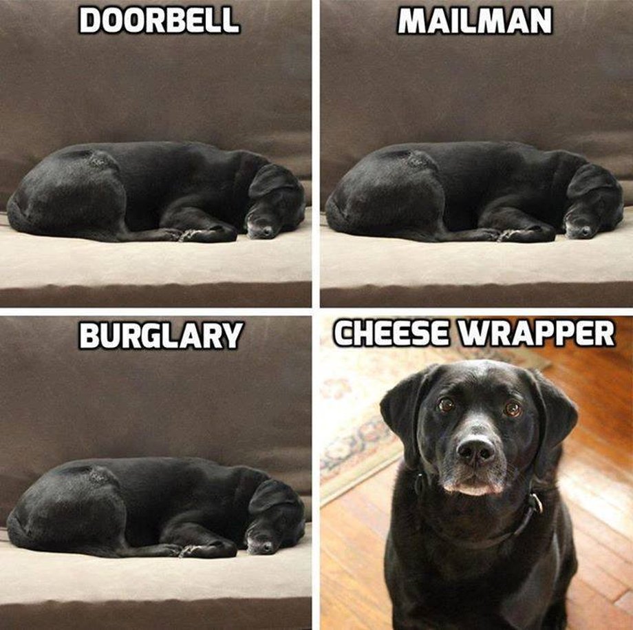 The Dalbo Dog tweet media