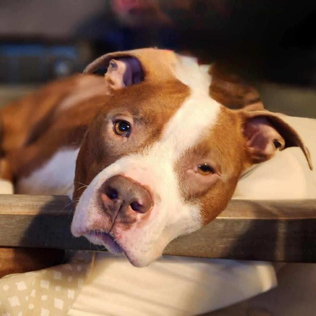 Meet Blossom – our jolly potato-head who finds joy in the simple pleasures of life! 🥔 Her current obsession? The latest season of Big Brother! 📺 #RealityTVFanatic #PetLove