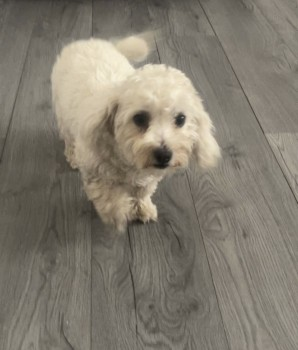 millypod1's tweet photo. 🆘8 JUL 2024 #Lost LOLA #ScanMe
YOUNG White &amp; Gold Bichon Frise Female
Fulham Street #Oldham #GreaterManchester #OL4
https://t.co/EVvgPQyGiU https://t.co/aoNTmi74eZ