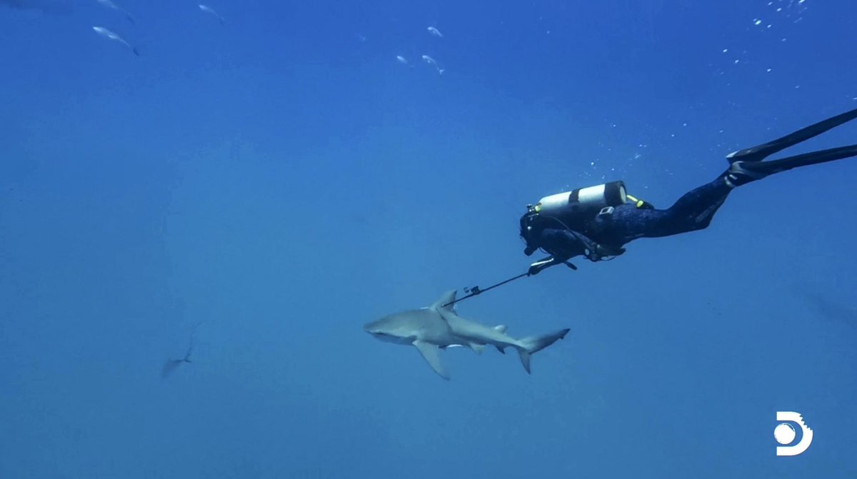 savingtheblue's tweet photo. ‼️TONIGHT ‼️- Wednesday 10th @ 9pm – Expedition Unknown: Sharks vs Nazis in Paradise

In this Shark Week special we delve deep into a WWII mystery! On May 4th, 1942, three cargo ships were bombed in the Gulf of Mexico by German U-Boats. Two of these ships have been located with their lost crew honored and hazardous fuel oil recovered, however… one ship remains lost, “the SS Norlindo”! Tune in to tonight’s show to learn more! 🦈

📺 ON SCREEN TEAM - Saving the Blue Vice President and Lead Scientist @DrGuttridge, world renowned shark expert @Dr_Yannis and international adventurer and Expedition Unknown presenter @joshuagates! 

📜 ACKNOWLEDGMENTS - Special thanks must go to @SharkWeek and @Discovery, to the entire Ping Pong Productions team, underwater videographers Mark Rackley Productions and Fo, local fisher Jonny Buckheim, dive supervisors, medics, and many more that assisted and made this shoot possible.
#sharkweek2024 #sharkweek #expeditionunknown #joshgates