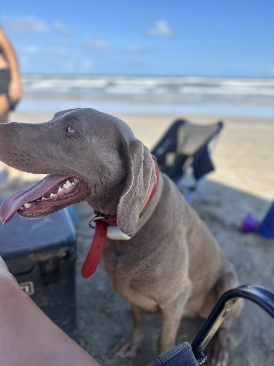 SadieCakes210's tweet photo. Summer Beach 🏖️ Time !! https://t.co/1P9TPIsWkv