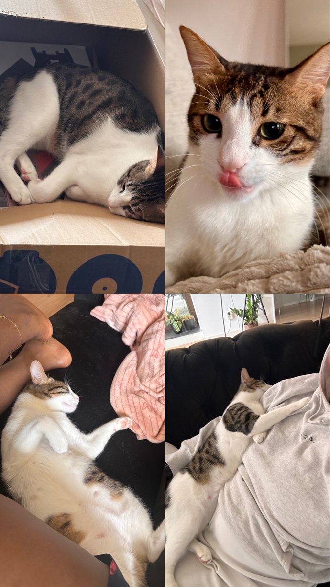 My sweet baby Zane #NationalKittenDay 🥰🥰