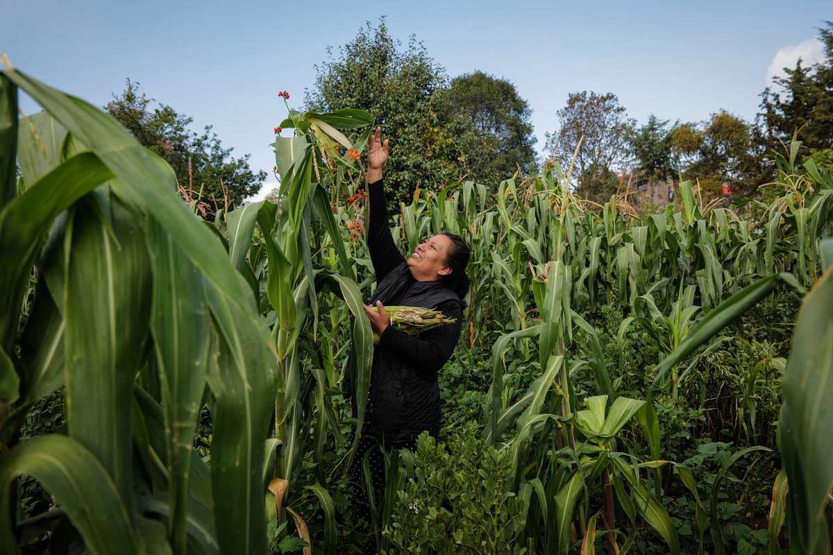 FINAL CALL for #activists and #journalists! Bertha Challenge applications close on Friday! Connect with a global cohort of Fellows to investigate how corporate interests and political power in farming contribute to the global climate crisis. APPLY HERE: berthafoundation.org/story/bertha-c…