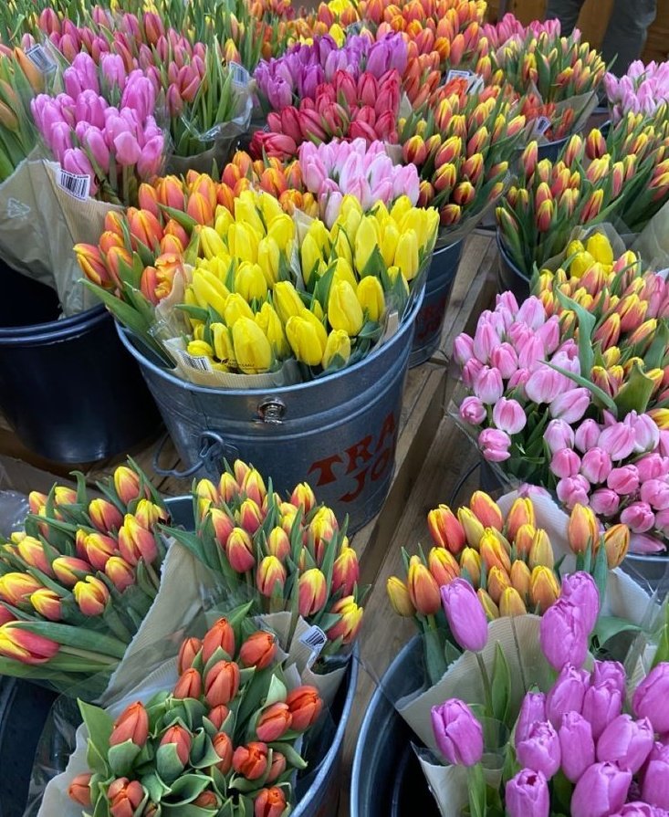 obsessed with tulips