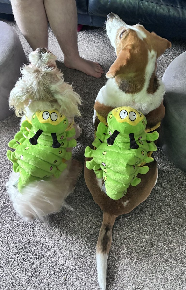 MissFi666's tweet photo. @marksandspencer our two dogs ready for their holidays carrying their wee caterpillar bags https://t.co/3L93dXy5ci