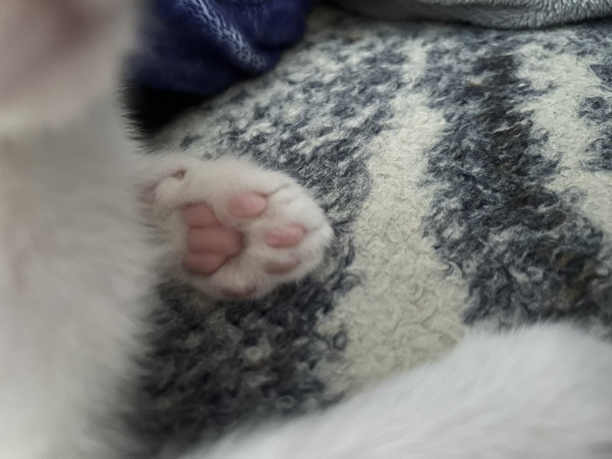 Maxamus_'s tweet image. My kitten has the Destiny symbol in his pads 😻 and he’s a Hunter @DestinyTheGame @Bungie