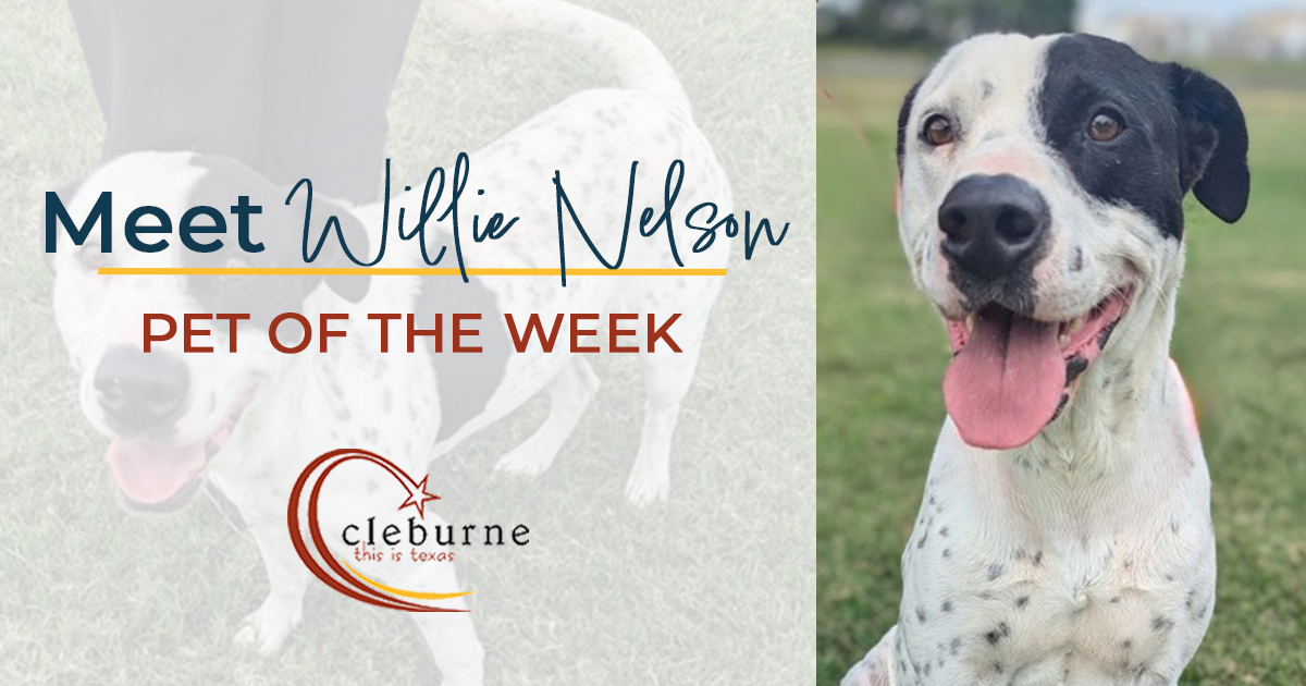 He's no red-headed stranger, so don't ask how he got the name. Either way, this Willie Nelson is just as entertaining! The two-year-old canine is affectionate and is always up for an adventure. 🐶 He's a true sweetheart and an all-around great pup.