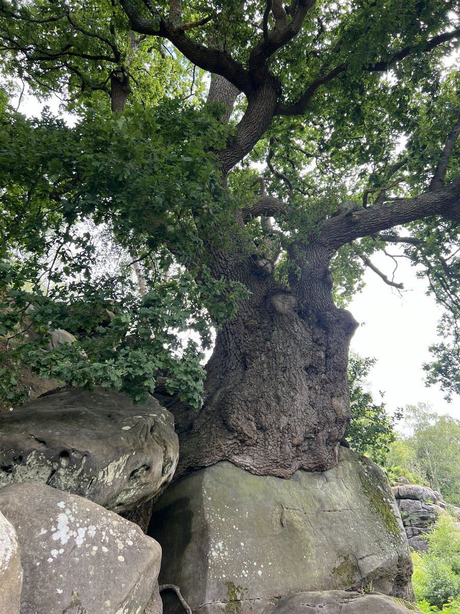 Family climbing on southern sandstone today and nice to catch up with Pallavicinia lyellii looking lush with all this wet weather. But even better was my first Purple Emperor in the woodland on the walk to the crag. Stunning butterfly and an unexpected find.