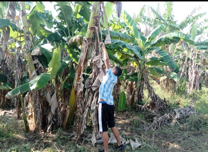 Segundo día de la participación de los educandos a las BET participación de 13 educandos en la limpieza del plátano burro en el #IPGerardoAAlvarez
#SantiagoDeCuba
#SongoLaMaya