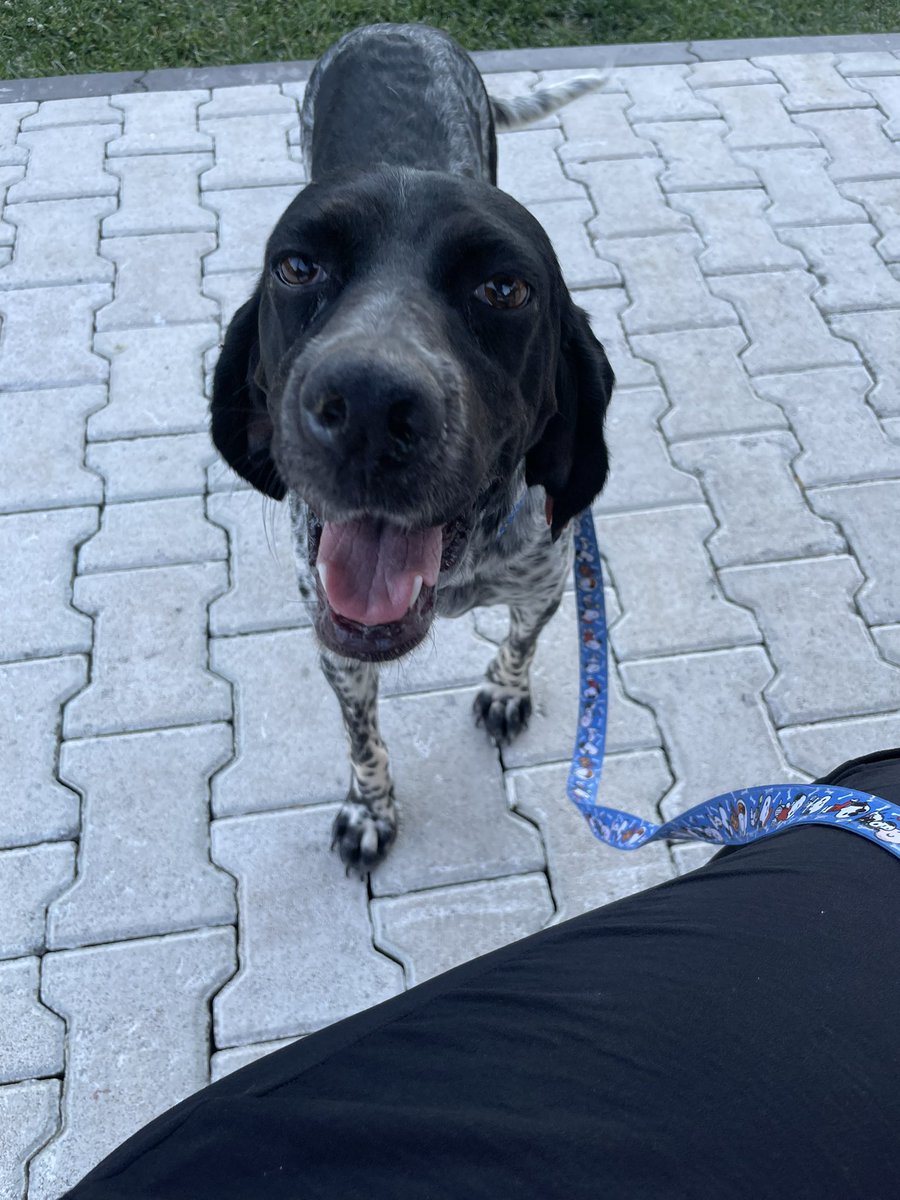 seddesss's tweet photo. Acil geçici kalıcı yuva! Yer Ankara! Korumaya aldım ancak evdeki köpeğim asla istemiyor. Bu çocuk yuvasız kalmasın gördüğüm en akıllı, uysal köpeklerden biri. İletişim için DM 
@nesliko @minkominkom @cansinboris99 https://t.co/jZgDeGvekg