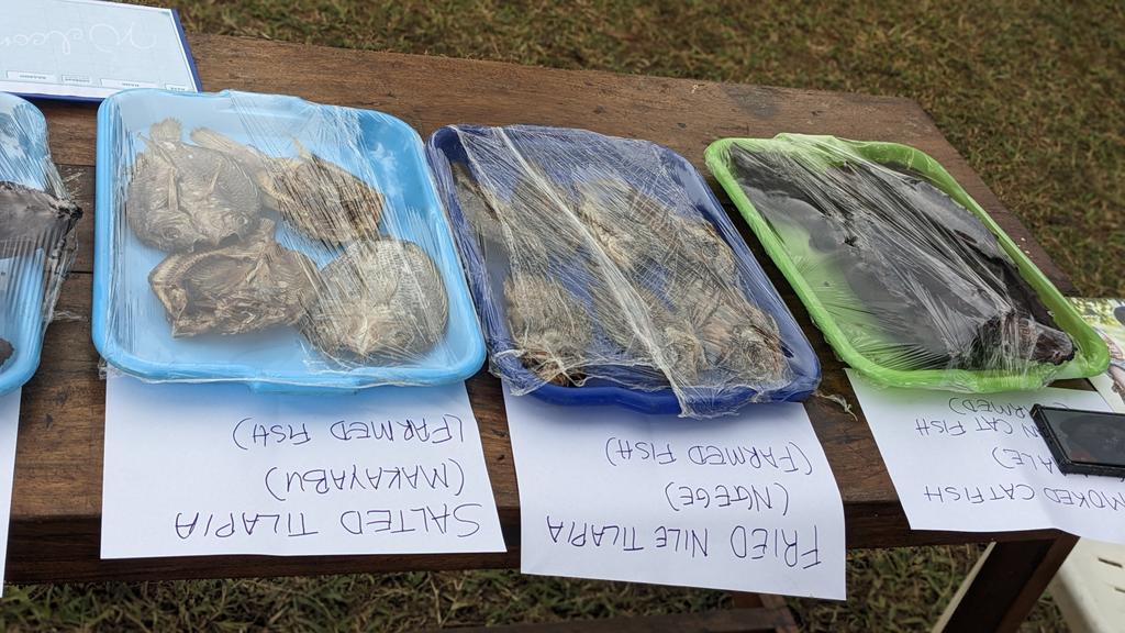 WOFIMA_project's tweet photo. We're thankful to the @usmissionuganda for its ongoing support via #YALIVisibilityFund3 for today's launch of WOFIMA Project aimed at
🐟 Nutrition&amp;food security 
🐟 Enterprenuership skills 
🐟 Traditional culinary diversity and consumption 
🐟 Local economies&amp; profit margins https://t.co/VczfEKdWRV