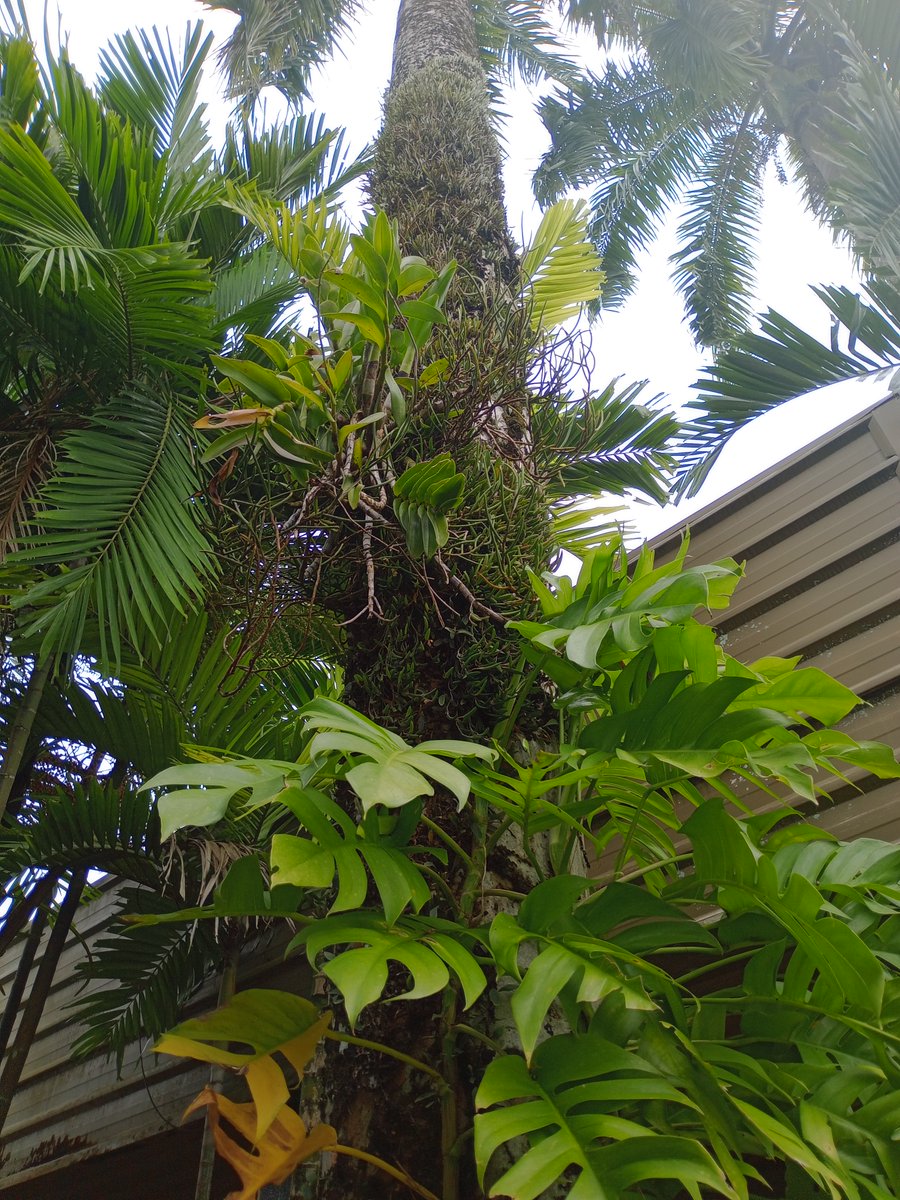 ChrisJamie17's tweet photo. Plants are supporting each other to  survive. Lets respect that. https://t.co/E7VG3URBpO