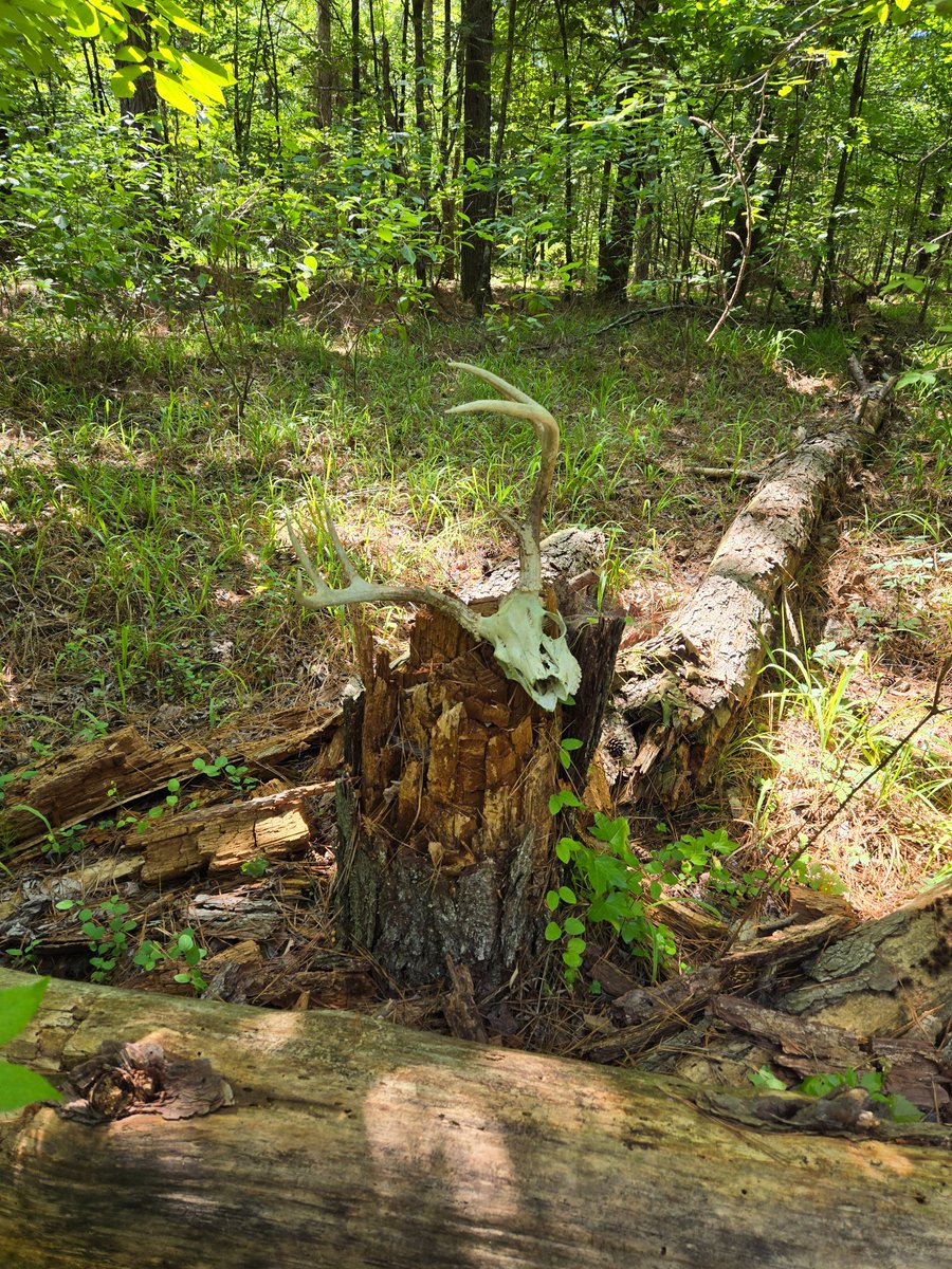 thebeez61's tweet photo. Here are a few things I've seen this month.
1. Deer head on a stump. 2. Cauliflower Mushroom. 3. Eastern Lubber Grasshopper.
4. Hercules Club Tree aka Toothache tree (chew the bark and your mouth will go  numb). #forestry #nature #insects #outdoors #mushroom  #ThingsAForesterSees https://t.co/3bKi9TV19s