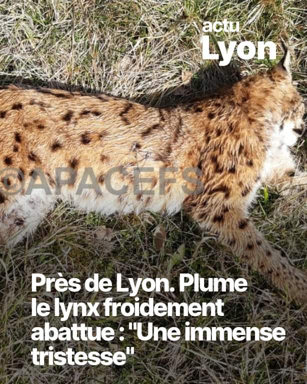 AdeaClaude's tweet photo. Cette jeune lynx femelle a reçu une balle en plein cœur ⬇️
➡️ https://t.co/3YCcgbcy4d https://t.co/4BpWuN7B3U
