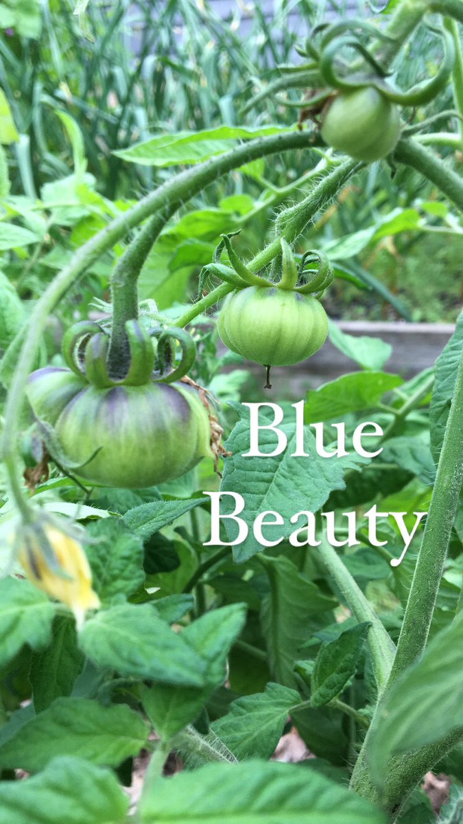Things are looking good in Tomato Land. Good fruit set, moderate heat and fairly regular rainfall, which means I haven’t had to water very often. Everything was planted out earlier this year, so hoping for beefsteaks before Sept. this time around.🤞

#NotYourRegularRedTomato