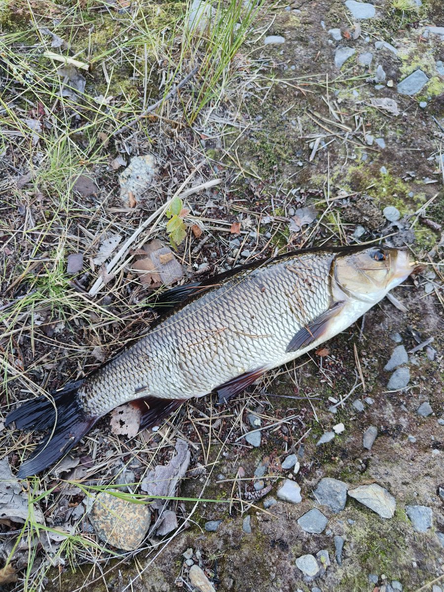 Masaa (@masaa_ow) on Twitter photo Location scouting completed and verified for the fishing stream with <a href="/LhCloudy/">Roni Tiihonen</a> 👀🎣 Location scouting completed and verified for the fishing stream with <a href="/LhCloudy/">Roni Tiihonen</a> 👀🎣