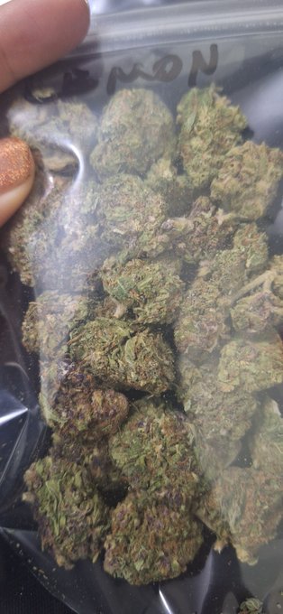 Hoy toca hacer fotitos y me voy a poner bien cachonda con estas ricas flores de @buddhafarmsmx   Ve a<a href="/tag/mvsales"class="tags"><span>#mvsales</span></a>