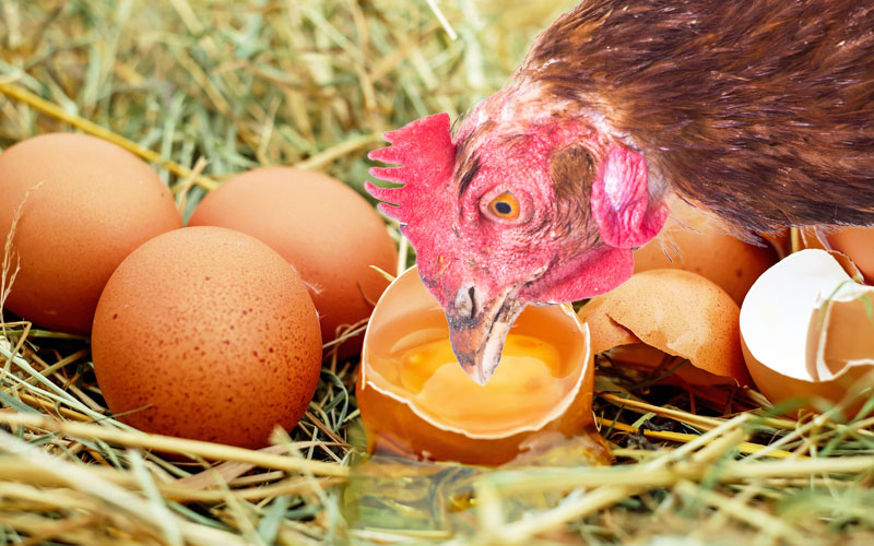 Musanaberara's tweet photo. Reasons chickens might eat eggs:

Poor or unbalanced diet (lack of calcium or calories)
Accidental discovery (one egg breaks and they try it)
Deteriorating laying environment (not enough nest boxes or stress)
#ChickenCare #PoultryProblems https://t.co/k4hu0x4NgY