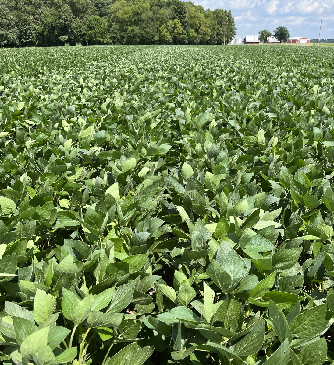 Sarah Dintelmann Wagner tweet media