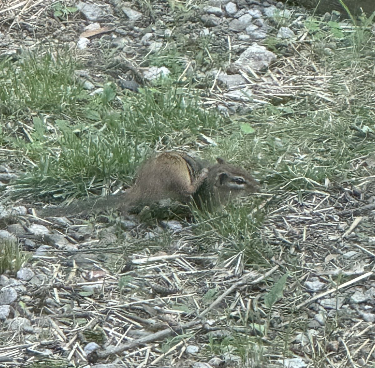 leastt's tweet photo. my parent’s house in new york: entire neighborhood suddenly absolutely mobbed by chipmunks
my aunt’s house in massachusetts: significant vole population living in yard for first time in 10+ years https://t.co/avIwr0Zi9L