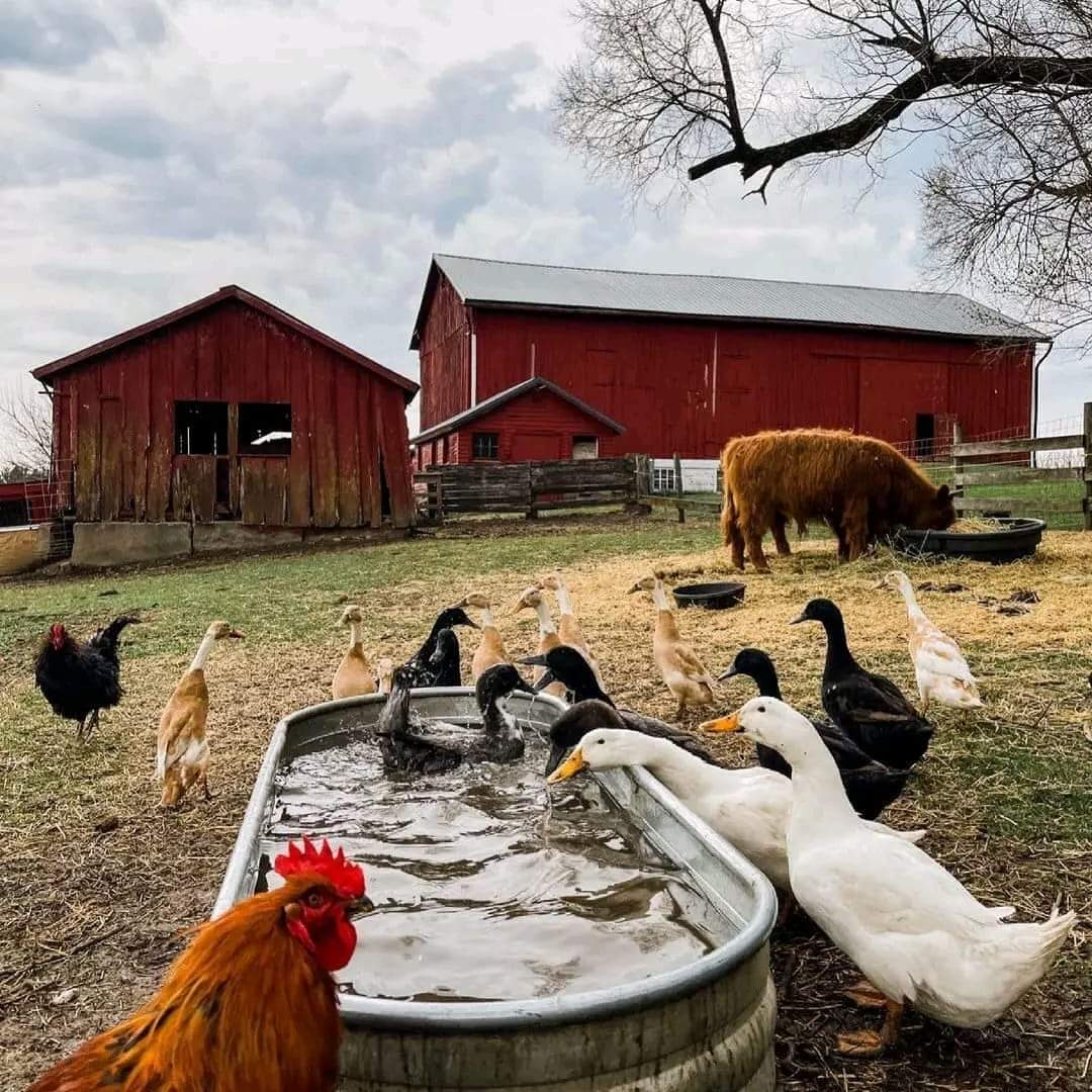 abo_od515's tweet photo. واقع في حب العيش في مزرعة 🐓🥕🌾🫑🌿. https://t.co/YonKsNLpqB