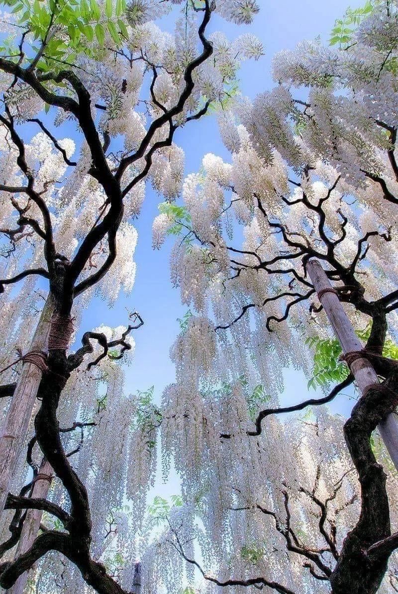 Amazing White Japanese Wisteria Vines