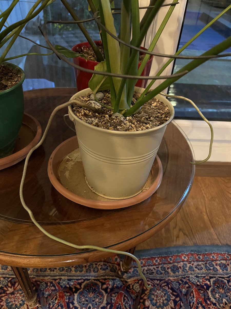 🤲🧶💻🥖🌱شيوا tweet media