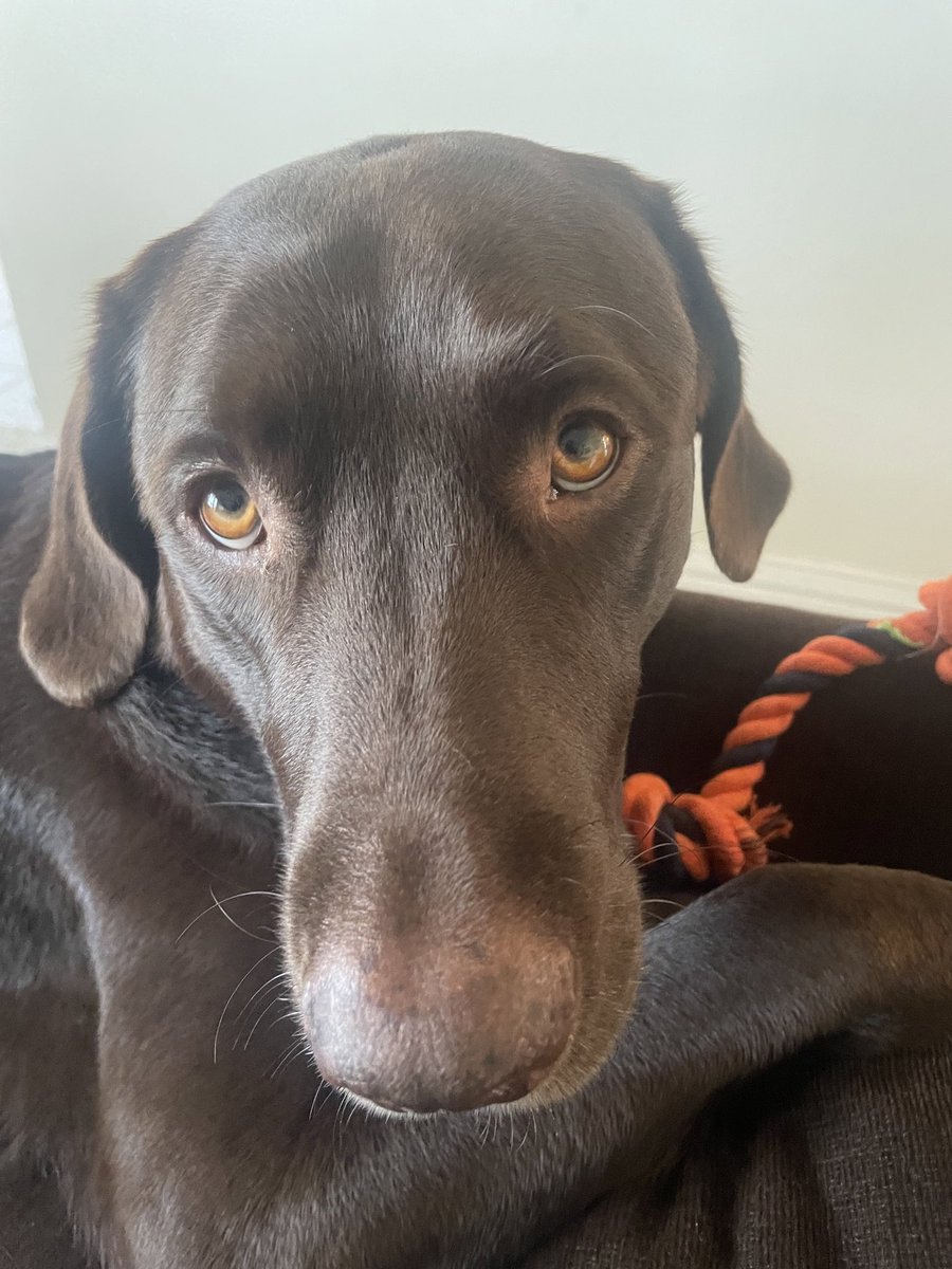 Do I look thrilled about <a href="/BurlingtonBees/">Burlington Bees</a> baseball today? Actually I AM EXCITED for baseball; just down playing the opponent. Go Bees! <a href="/emilymadelyn_/">emily dear</a> <a href="/rachf03/">Rachel Fischer</a> <a href="/oliviaraustin/">Olivia Austin</a> <a href="/sample_mail/">Liam Sample PxP</a> <a href="/Samuel_Egan21/">Samuel Egan</a> Time for winning baseball! 🐝⚾️💙 Woof Woof!