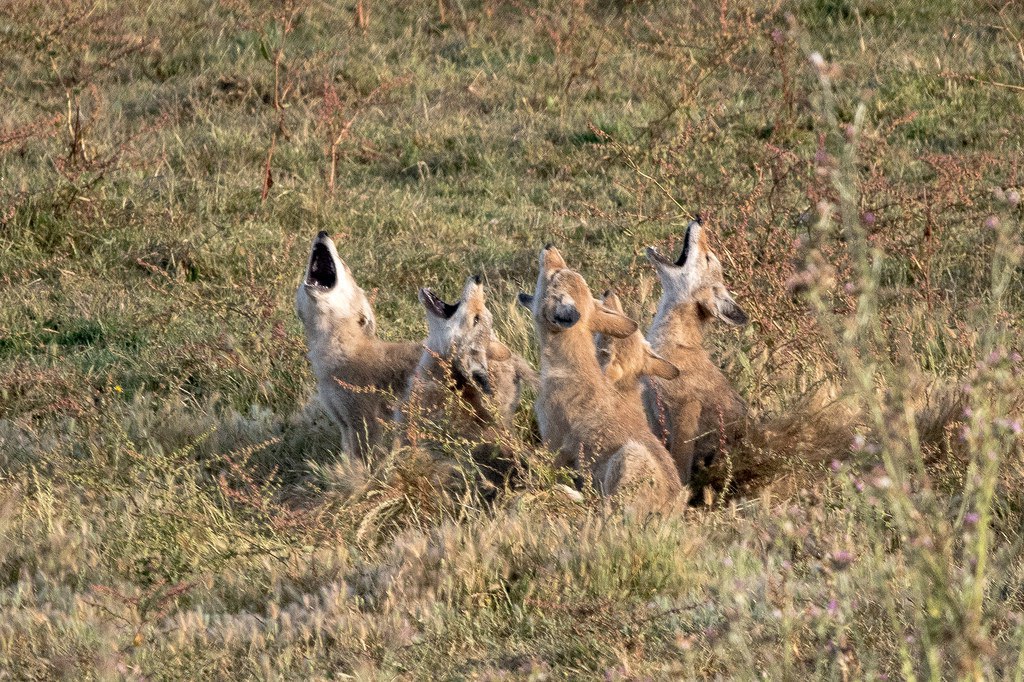 [🔗](api.tinyfox.dev/hourly/yotes/t…)