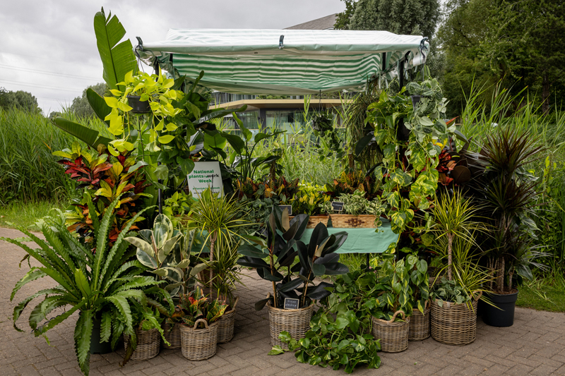 plants_atwork's tweet photo. Ian Drummond explains the reasons for a #VitaminPlant market stall this year for #plantsatworkweek https://t.co/jaXAq38ode https://t.co/me6FfTZC07