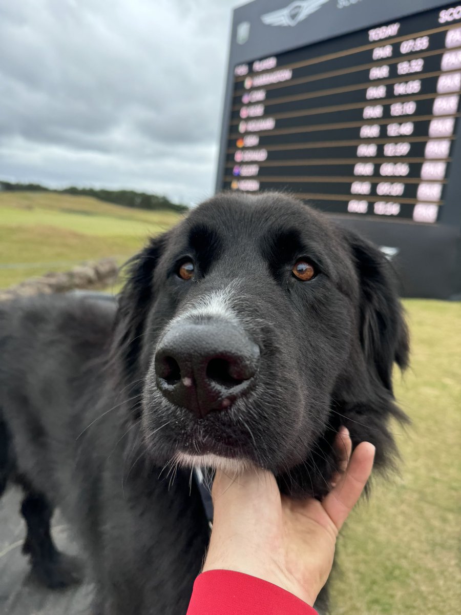 Liamcampbell808's tweet photo. Chief Good Boy https://t.co/AqEfjzNwnB