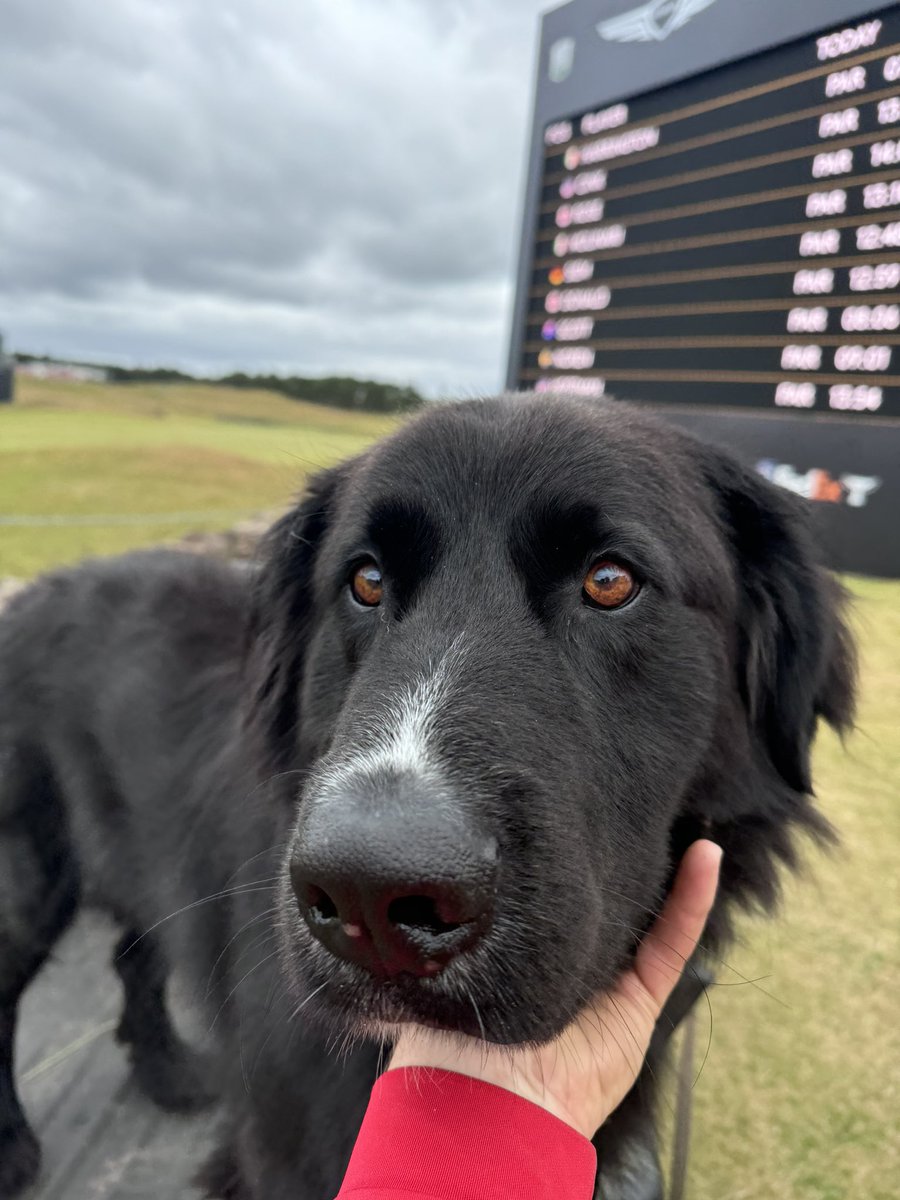 Liamcampbell808's tweet photo. Chief Good Boy https://t.co/AqEfjzNwnB
