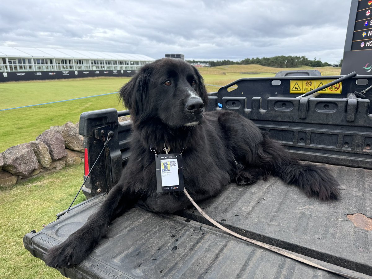 Liamcampbell808's tweet photo. Chief Good Boy https://t.co/AqEfjzNwnB