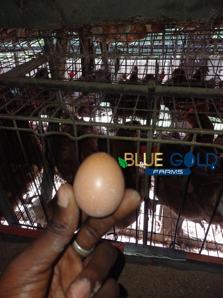 At exactly 19 weeks, 24 June 2024, our pullet, now matured, lay their first egg. We expect 200 crates a day from them in a few weeks. Adding more to our supply and customers at <a href="/BlueGoldFarms/">Blue Gold Farms</a>.