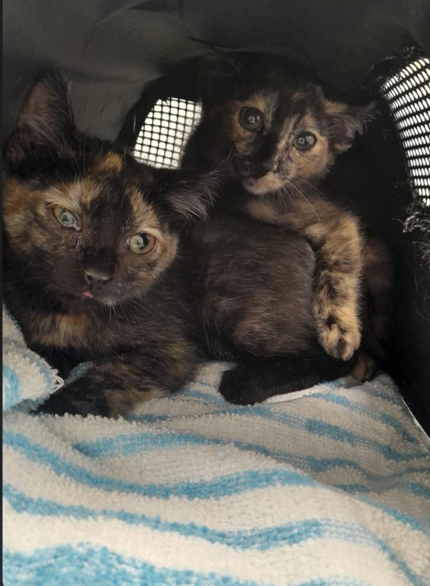 Nei Nei 🐱 De la colonia tweet media