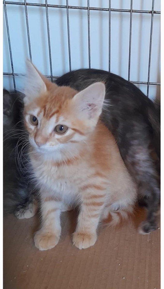 Necesito mucha mucha ayuda con este caso, por favor.
Los iban a devolver a la colonia pero hemos conseguido de margen hasta septiembre.
Si no encuentran casas antes los devolverán a la calle. Son muy pequeños!
Son 7 bebés de dos meses. Están en Lleida.
Ayuda por favor🙏🏻