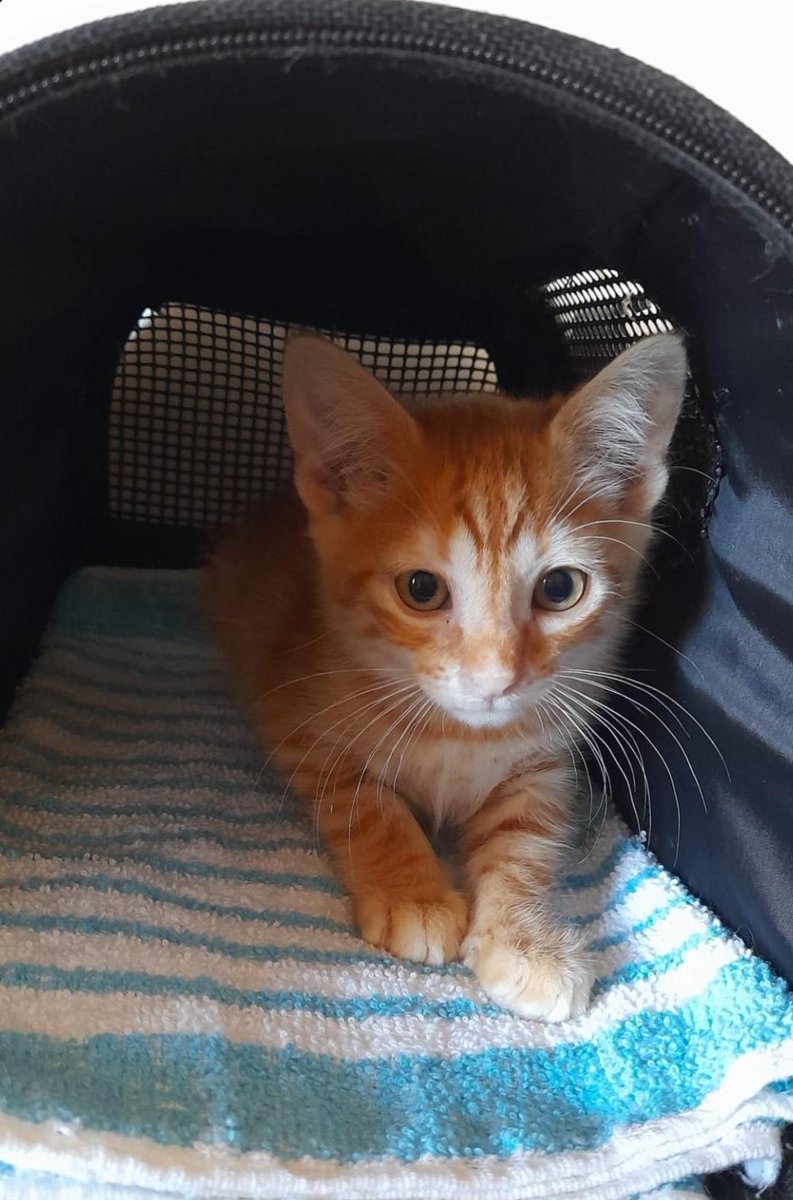 Nei Nei 🐱 De la colonia tweet media