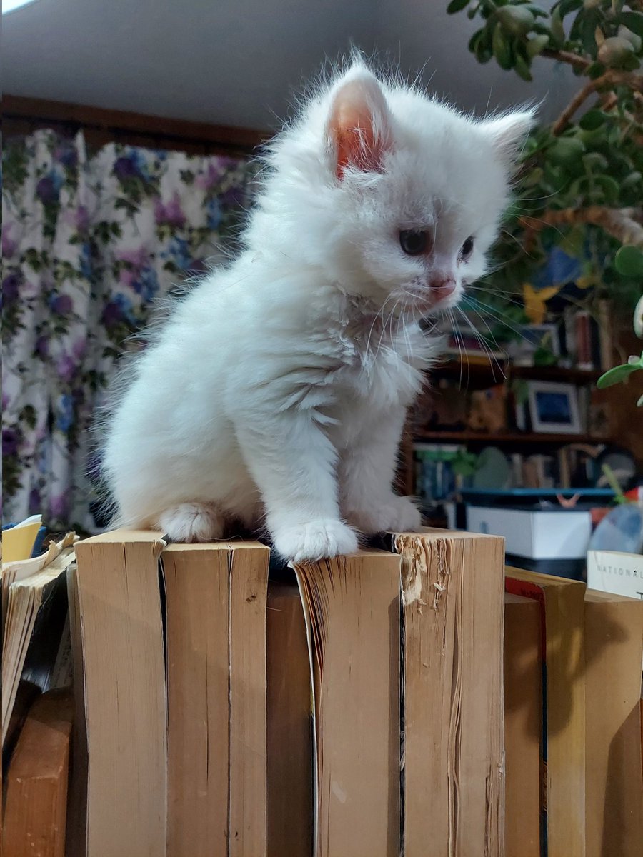 Bad_Babette's tweet image. #nationalkittenday