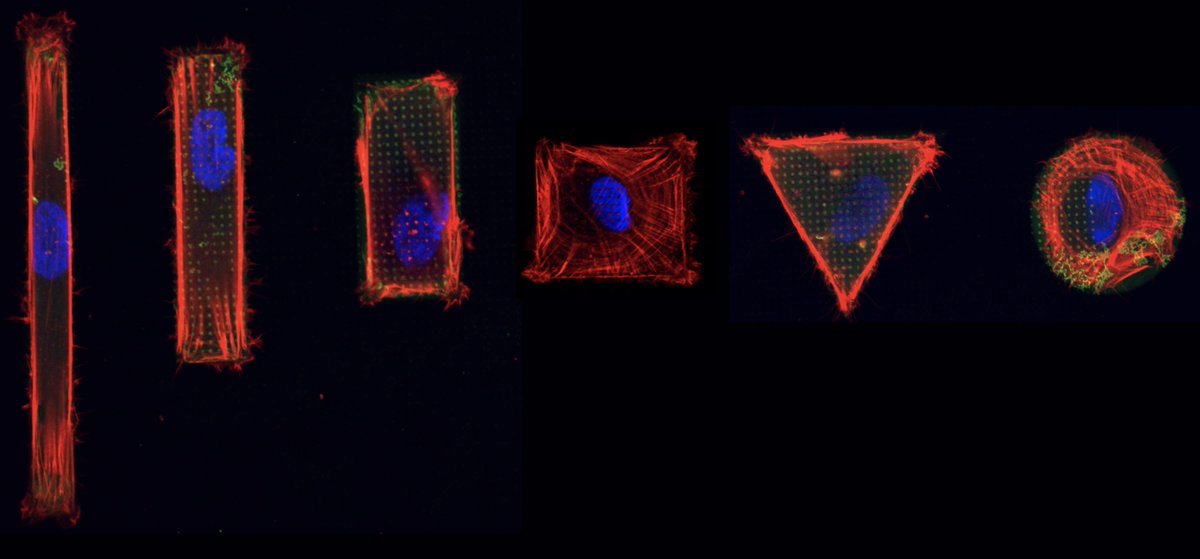 Zeinab Jahed (@zjahed) on Twitter photo Our paper is out today in <a href="/acsnano/">ACS Nano</a>! We integrate nano-scale physical and biochemical cues to precisely control cell behavior. This work was led by my talented PhD students Ali and <a href="/dhivyapushpa/">Dhivya Pushpa</a>
pubs.acs.org/doi/10.1021/ac…
@NANO_UCSD <a href="/UCSDJacobs/">UCSD Engineering</a> <a href="/santorof14/">Francesca Santoro</a> <a href="/BianxiaoC/">Bianxiao Cui</a> Our paper is out today in <a href="/acsnano/">ACS Nano</a>! We integrate nano-scale physical and biochemical cues to precisely control cell behavior. This work was led by my talented PhD students Ali and <a href="/dhivyapushpa/">Dhivya Pushpa</a>
pubs.acs.org/doi/10.1021/ac…
@NANO_UCSD <a href="/UCSDJacobs/">UCSD Engineering</a> <a href="/santorof14/">Francesca Santoro</a> <a href="/BianxiaoC/">Bianxiao Cui</a>