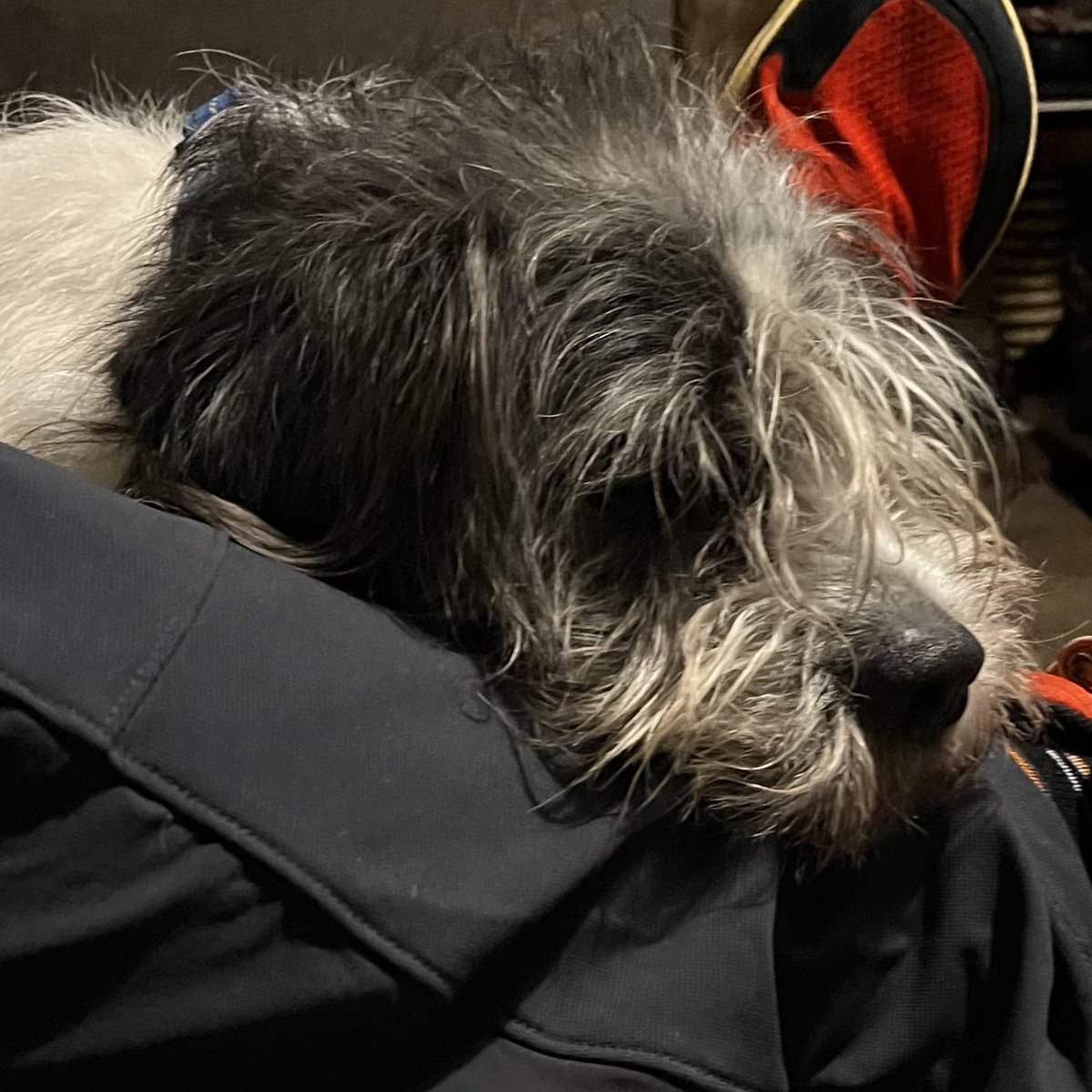 Pope Grumpnatious III tweet media