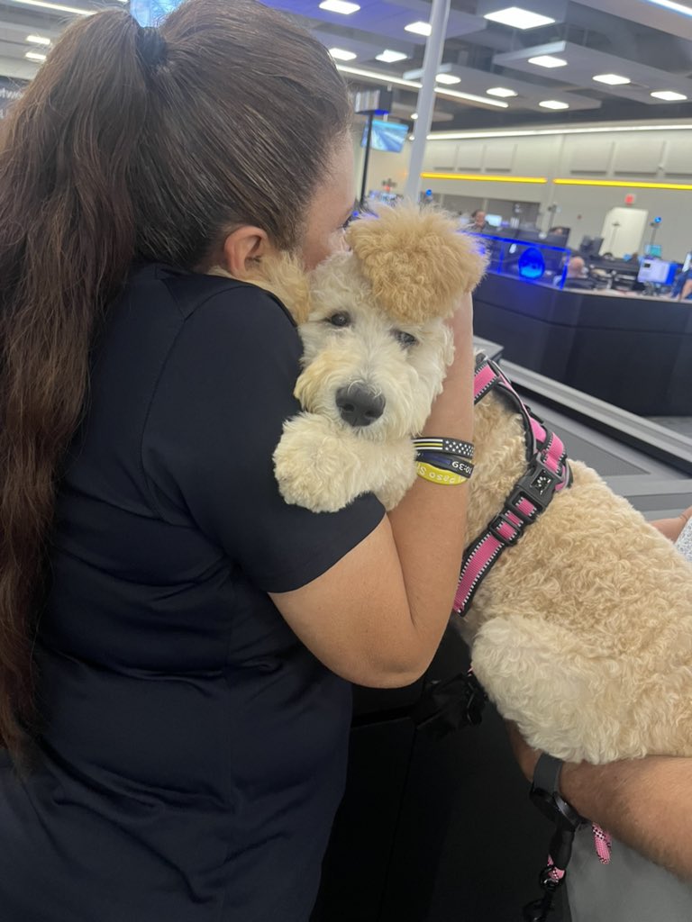 EP911District's tweet photo. Say hello to our newest member of the District, Lacey! She will be running around in circles with her new position as K-911 Director. 🦴 She is definitely up for the challenge and ready to get her paws dirty! 🐾 https://t.co/nDs3aQYzzy