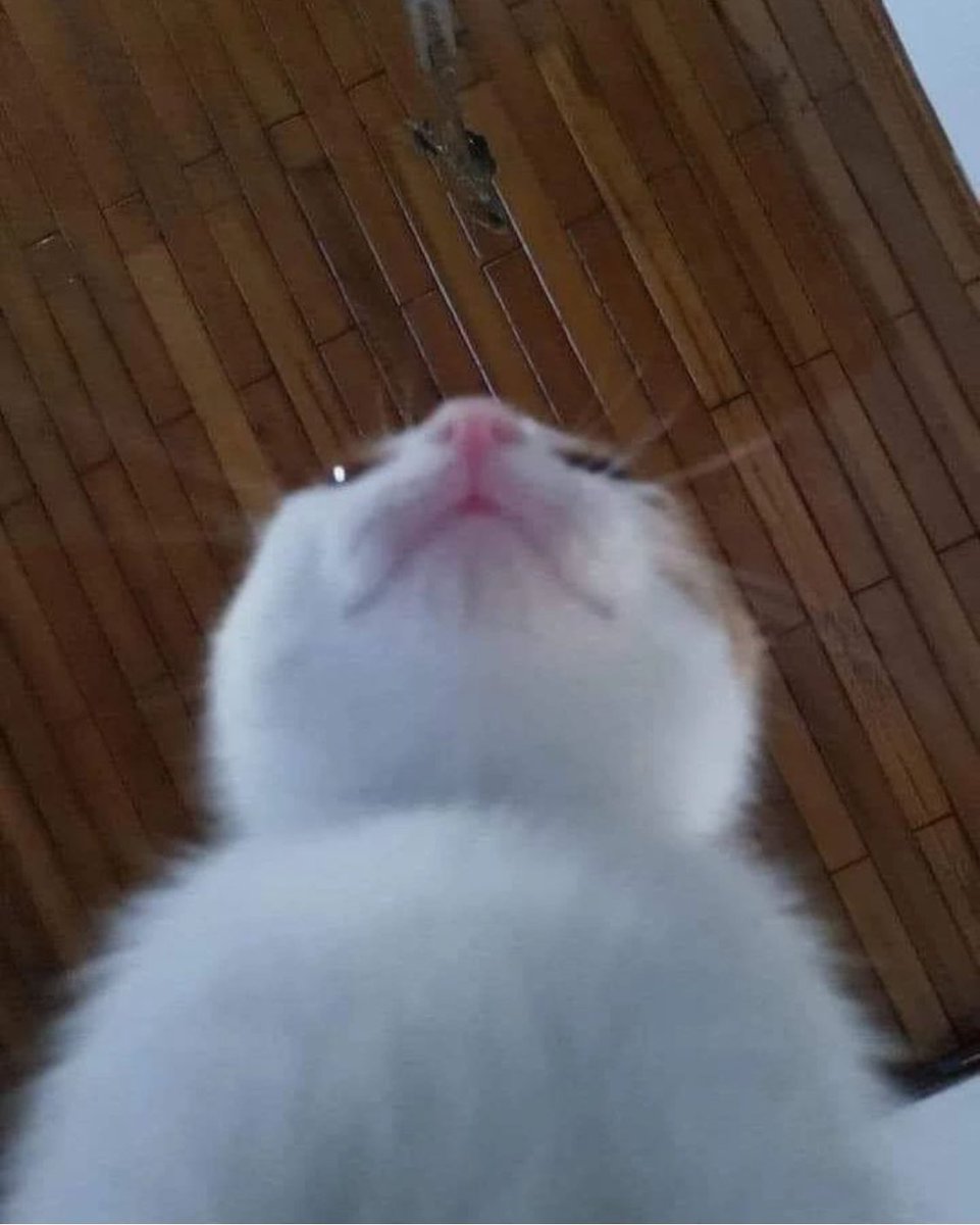 PunchingCat's tweet photo. this is what she sees https://t.co/B84615mLqi