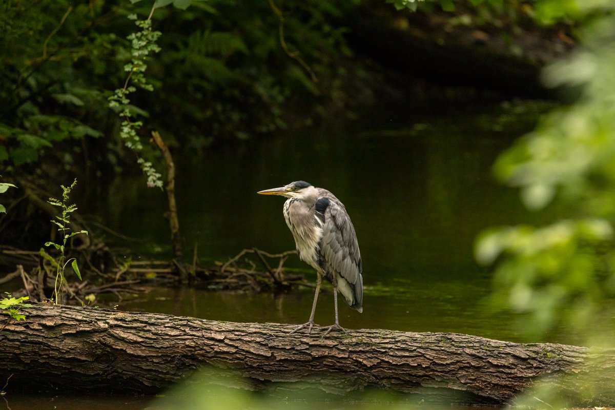 UkAnvil's tweet photo. Made a trip down to #ForestFarm today, the light wasn't the best, but I was able to get something for #WaderWednesday https://t.co/KWvgPrzLEO