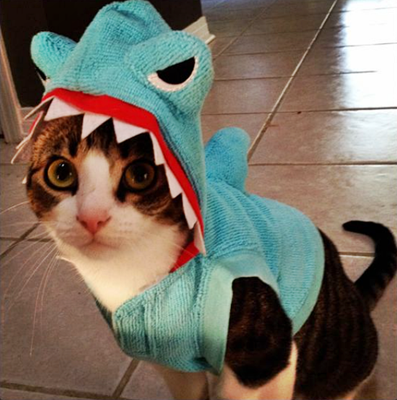 Havilah_V's tweet photo. #SharkWeekIsHere
#SharkWeek #Shark #Sharks #SharkConservation #SharkLover #Ocean #Cat #Cats #CatsInCostumes #SharkCostume https://t.co/CsJvG2FpZF