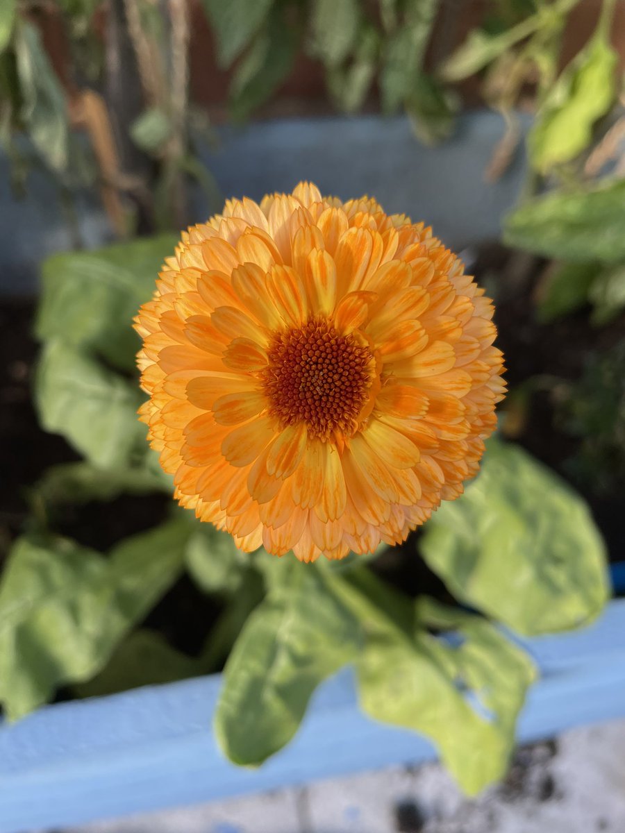 LouPhotosby's tweet photo. Such a beautiful Calendula 🌼 ☀️#calendula #flower #yorkshiregarden https://t.co/H4B57FswlQ