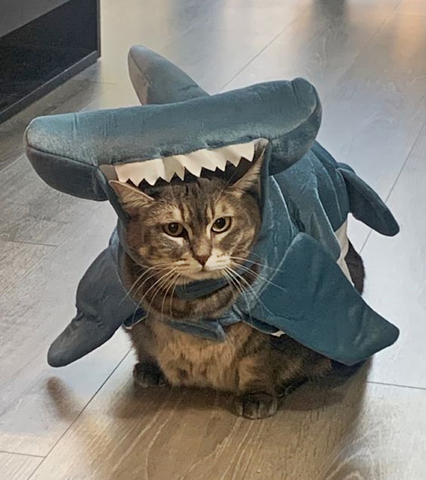Havilah_V's tweet photo. #SharkWeekIsHere
#SharkWeek #Shark #Sharks #SharkConservation #SharkLover #Ocean #Cat #Cats #CatsInCostumes #TabbyCat #SharkCostume #HammerheadShark
We're almost halfway through #SharkWeek! Tune in quick before it swims away for another year! Watch #DiscoveryChannel tonight! https://t.co/3JydGapGVT
